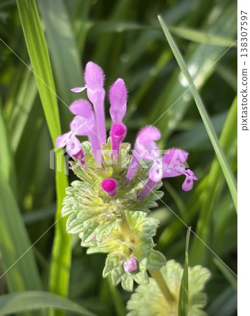 Pink flowers Pink flowers 138307597