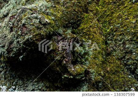 長滿青苔的老樹皮背景資料 長滿青苔的老樹皮背景資料 138307599