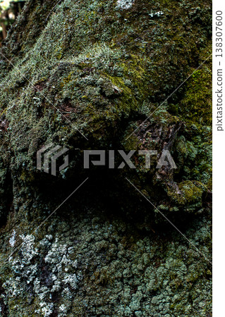 長滿青苔的老樹皮背景資料 長滿青苔的老樹皮背景資料 138307600