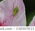 花朵上的螽斯幼蟲特寫（奄美島） 138307613