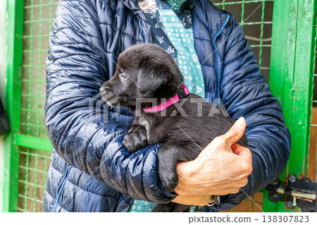 Puppy little dog in hands 138307823