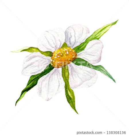 Watercolor strawberry flower with green leaves, hand painted white blossom isolated on white background, botanical garden plant clipart for packaging, labels, food design and spring projects 138308136