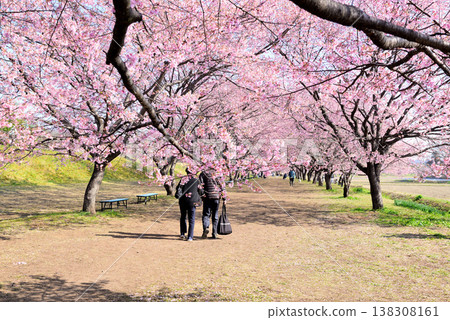 北淺羽櫻花堤岸公園,擁有美麗的櫻花樹,以及早春盛開的安魚冬櫻花。 北淺羽櫻花堤岸公園,擁有美麗的櫻花樹,以及早春盛開的安魚冬櫻花。 138308161