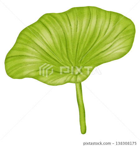 Hand drawn watercolor green lotus leaf isolated on white background. Round botanical lily pad illustration for nature designs, spa and wellness concepts.  138308175