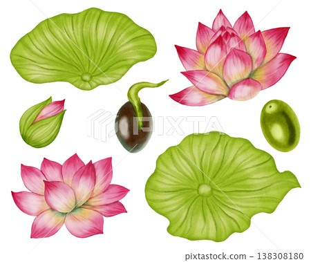 Watercolor botanical collection of pink lotus flowers, green leaves and seeds. Hand drawn elements of life cycle of water lily isolated. Floral elements for wedding invitations, greeting cards Watercolor botanical collection of pink lotus flowers, green leaves and seeds. Hand drawn elements of life cycle of water lily isolated. Floral elements for wedding invitations, greeting cards 138308180