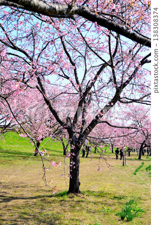 北淺羽櫻花堤岸公園,擁有美麗的櫻花樹,以及早春盛開的安魚冬櫻花。 北淺羽櫻花堤岸公園,擁有美麗的櫻花樹,以及早春盛開的安魚冬櫻花。 138308374