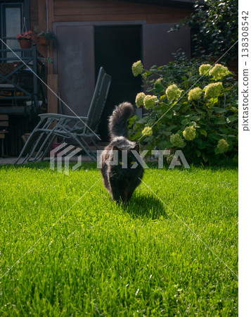 Black cat with fluffy tail walking on bright green grass in garden. Domestic feline strolling through backyard lawn during sunny summer day. Nature and animal lifestyle concept. Black cat with fluffy tail walking on bright green grass in garden. Domestic feline strolling through backyard lawn during sunny summer day. Nature and animal lifestyle concept. 138308542