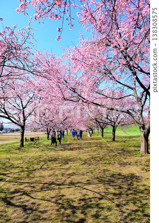 Kita Asaba Cherry Blossom Embankment Park, with its beautiful rows of cherry trees, and early-blooming Angyo winter cherry blossoms. 138308575