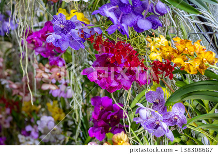 Exhibits filled with colorful orchids Exhibits filled with colorful orchids 138308687