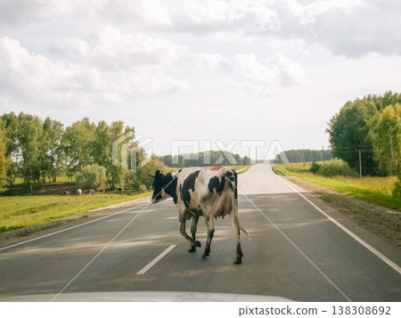 Cow walking across asphalt road. Spotted animal crossing country highway during summer trip. Livestock hazard on rural transport route. Nature and agriculture concept in scenic landscape. Cow walking across asphalt road. Spotted animal crossing country highway during summer trip. Livestock hazard on rural transport route. Nature and agriculture concept in scenic landscape. 138308692