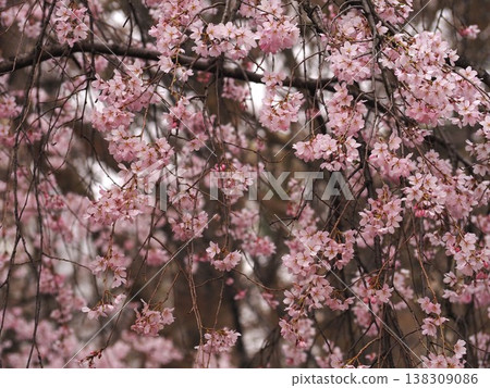 Weeping cherry blossoms in full bloom at Rikugien Weeping cherry blossoms in full bloom at Rikugien 138309086