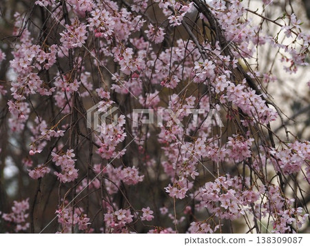 Weeping cherry blossoms in full bloom at Rikugien 138309087