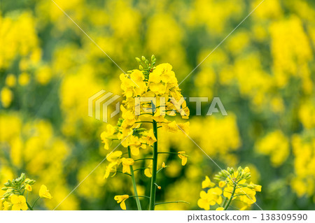 Rapeseed flower in a field at springtime, colza, brassica napus Rapeseed flower in a field at springtime, colza, brassica napus 138309590