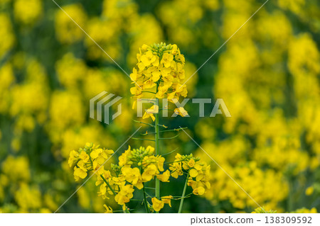 Rapeseed flower in a field at springtime, colza, brassica napus Rapeseed flower in a field at springtime, colza, brassica napus 138309592