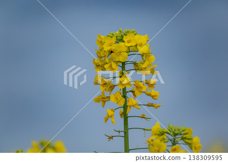 Rapeseed flower in a field at springtime, colza, brassica napus Rapeseed flower in a field at springtime, colza, brassica napus 138309595