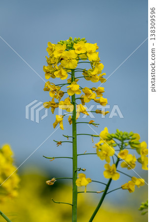 Rapeseed flower in a field at springtime, colza, brassica napus Rapeseed flower in a field at springtime, colza, brassica napus 138309596