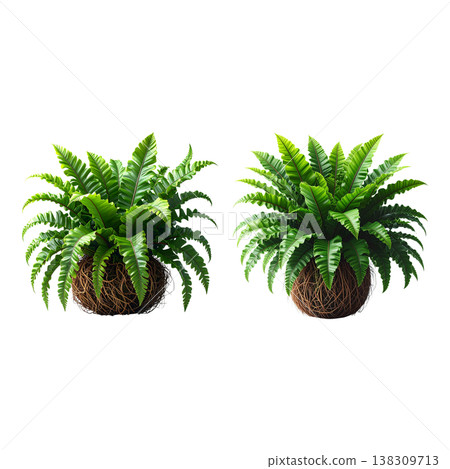 An image of a solitary green fern against a white background. An image of a solitary green fern against a white background. 138309713