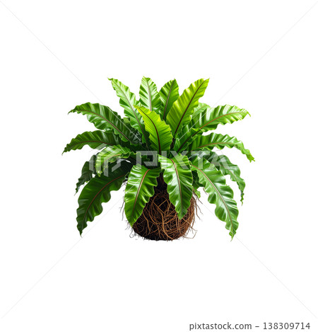 An image of a solitary green fern against a white background. An image of a solitary green fern against a white background. 138309714