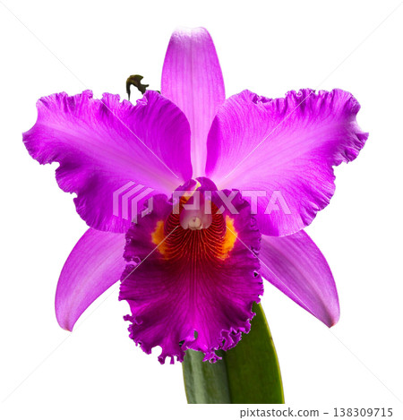 A close-up image of purple and pink orchids in full bloom, their vibrant petals and green leaves contrasting against a white background. A close-up image of purple and pink orchids in full bloom, their vibrant petals and green leaves contrasting against a white background. 138309715