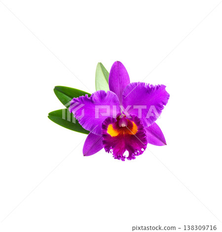 A close-up image of purple and pink orchids in full bloom, their vibrant petals and green leaves contrasting against a white background. A close-up image of purple and pink orchids in full bloom, their vibrant petals and green leaves contrasting against a white background. 138309716