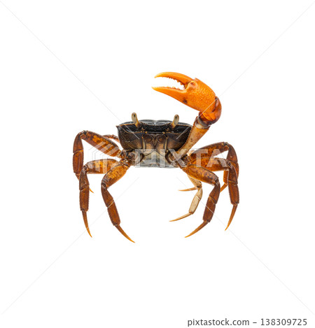 An image of a single red crab with sharp claws against a white background. 138309725