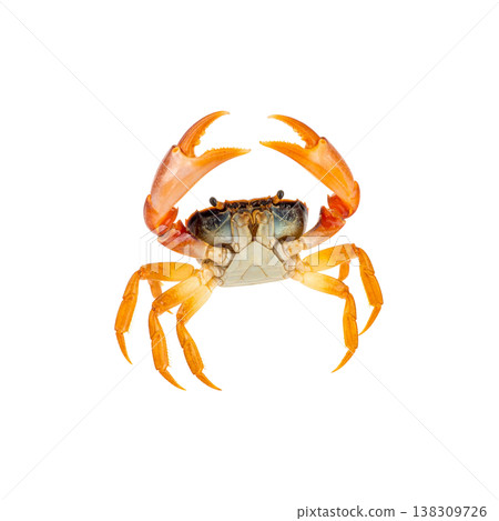 An image of a single red crab with sharp claws against a white background. 138309726