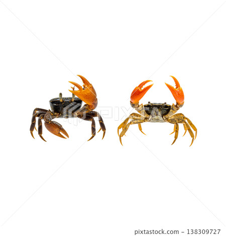 An image of a single red crab with sharp claws against a white background. 138309727
