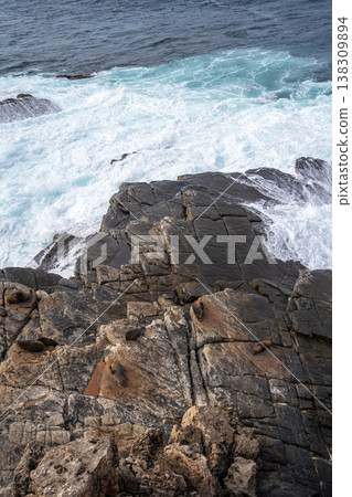 Seals resting on rocks at Cape Du Couedic, Flinders Chase, Australia 138309894