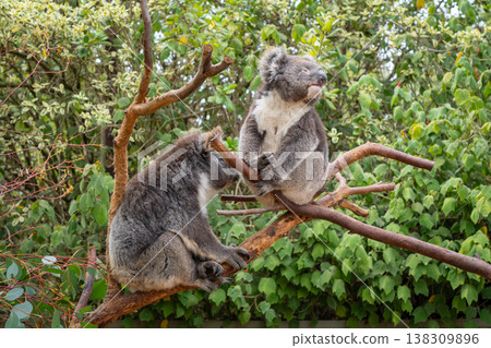 Two koalas resting on tree branches in Kangaroo Island, Australia Two koalas resting on tree branches in Kangaroo Island, Australia 138309896