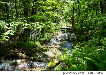 Small forest stream along Kamikochi hiking trail, Japan 138309897