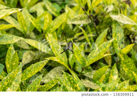 Argiope amoena spider in garden foliage, Takayama, Japan Argiope amoena spider in garden foliage, Takayama, Japan 138309911