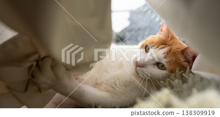 A cat playing with the curtain Brown Tiger White A cat playing with the curtain Brown Tiger White 138309919