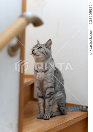 Cat sitting on the stairs, tabby cat 138309923