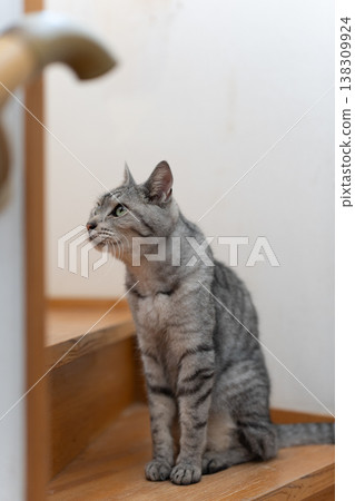 Cat sitting on the stairs, tabby cat Cat sitting on the stairs, tabby cat 138309924