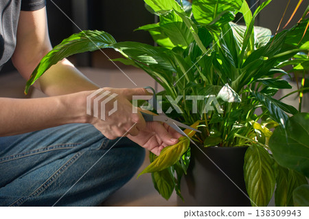 Hands trimming yellow leaf from potted green houseplant with scissors indoors 138309943