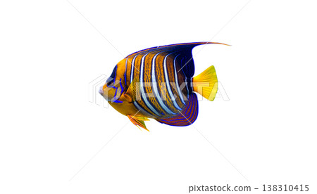 Exotic tropical fish and colorful sea creatures against a white background. 138310415