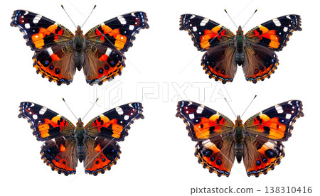 A beautiful butterfly with orange and black wings, standing alone on a white background. A beautiful butterfly with orange and black wings, standing alone on a white background. 138310416