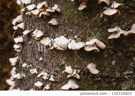 Winter forest: Flat mushrooms growing on a tree 01 Winter forest: Flat mushrooms growing on a tree 01 138310803