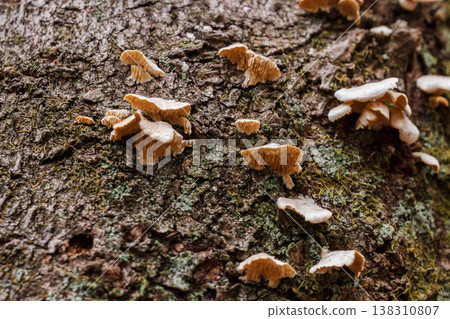 Winter forest: Flat mushrooms growing on a tree 02 Winter forest: Flat mushrooms growing on a tree 02 138310807