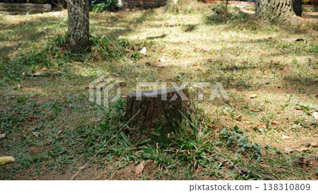 Tree stump in the park with green grass and trees in the background Tree stump in the park with green grass and trees in the background 138310809