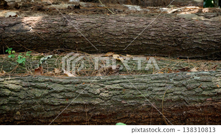Arrangement of fallen tree trunks cut in the forest. Background of wood in the forest. Arrangement of fallen tree trunks cut in the forest. Background of wood in the forest. 138310813