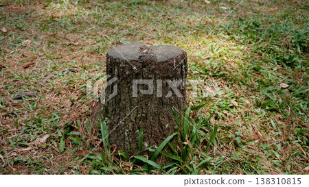 Stump on the grass in the park, closeup of photo. Stump on the grass in the park, closeup of photo. 138310815