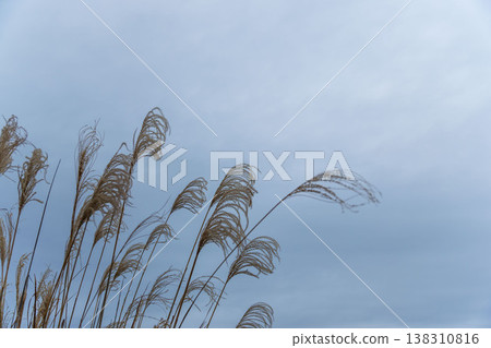A gloomy, overcast winter morning sky and plumes of pampas grass 58 A gloomy, overcast winter morning sky and plumes of pampas grass 58 138310816