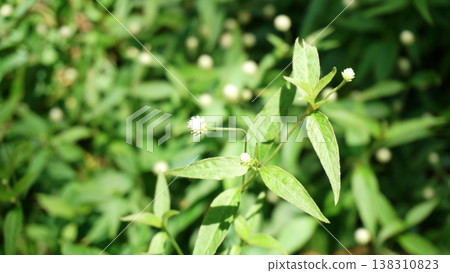 Little white flower on green leaf background in the garden, stock photo. Little white flower on green leaf background in the garden, stock photo. 138310823