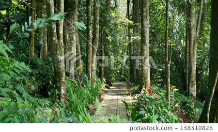 Walkway made from cement brick in the rainforest with tall trees. Walkway made from cement brick in the rainforest with tall trees. 138310826