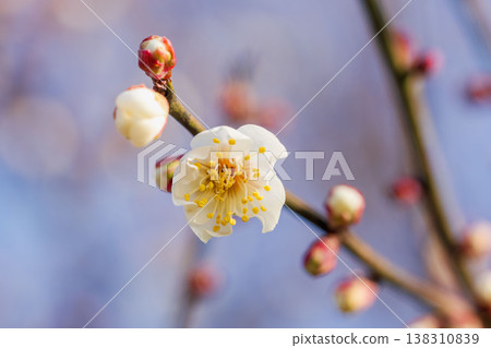 白色梅花和枝條特寫 02 138310839