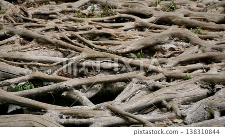 Roots of trees in the forest, close-up, background Roots of trees in the forest, close-up, background 138310844