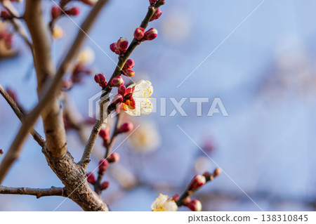 Close-up of white plum blossoms and branches 05 Close-up of white plum blossoms and branches 05 138310845