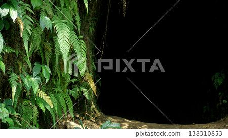 Green fern leaves on a black background in the rainforest. Tunnel in the jungle with green leaves. Green fern leaves on a black background in the rainforest. Tunnel in the jungle with green leaves. 138310853