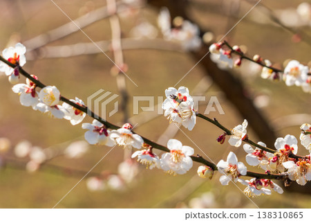 Close-up of white plum blossoms and branches 21 138310865